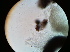 Diatrype decorticata