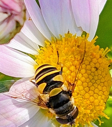 Unknown species found near New London, NH, USA