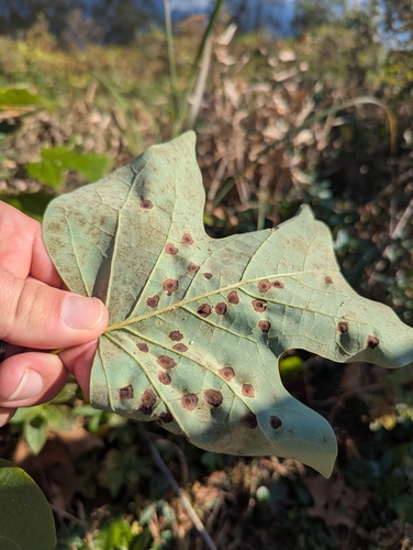 Unknown species found near Asheville, NC 28806, USA