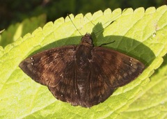 Nisoniades ephora