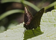 Nisoniades ephora