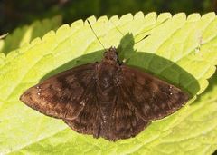 Nisoniades ephora