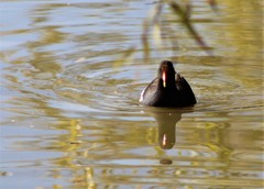 Gallinula galeata cachinnans
