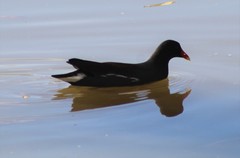 Gallinula galeata cachinnans