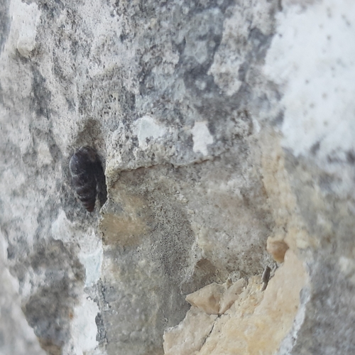 Chondrina avenacea