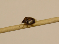 Hermolaus