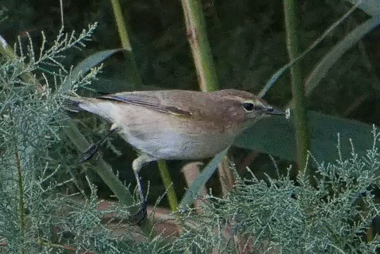 Common Chiffchaff