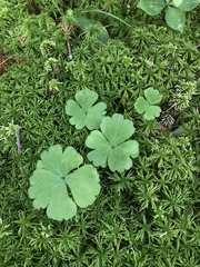 Ranunculus lapponicus