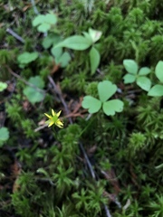 Ranunculus lapponicus