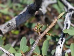 Euphorbia celastroides kaenana