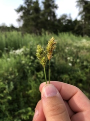Carex adusta