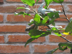 Leiothlypis ruficapilla