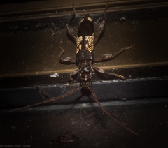 Coptocercus vicinus