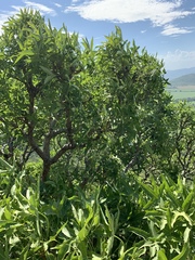 Cussonia natalensis
