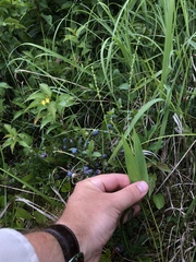 Dichanthelium xanthophysum