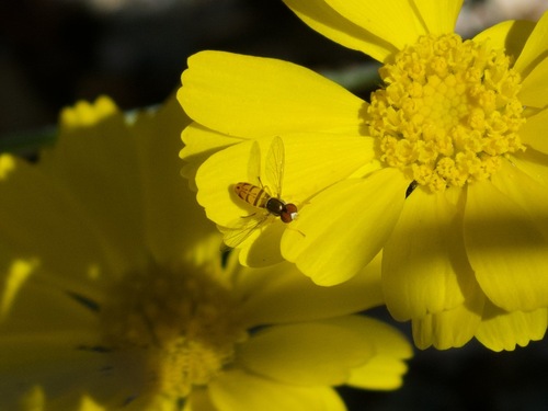 Unknown species found near 24213 N 23rd Way, Phoenix, AZ 85024, USA