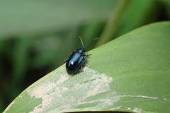 Altica cyanea