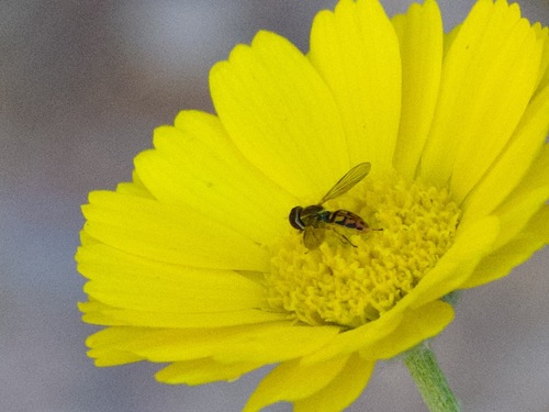 Unknown species found near 24213 N 23rd Way, Phoenix, AZ 85024, USA