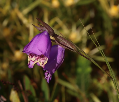 Caledon Bluebell (Gladiolus bullatus)