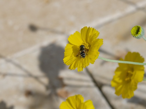 Unknown species found near 24213 N 23rd Way, Phoenix, AZ 85024, USA