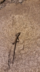 Pholidobolus montium