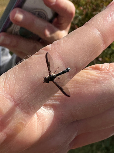Unknown species found near Barley Mill Rd, Hockessin, DE, US