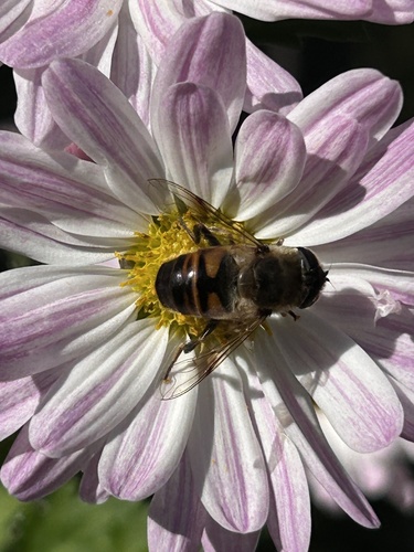 Unknown species found near Madison Ave, Edison, NJ, US