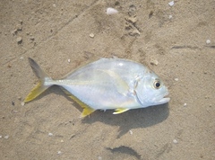 Caranx