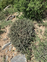 Euphorbia schinzii