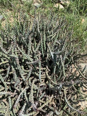 Euphorbia schinzii