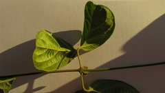 Amphilophium scabriusculum