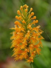Platanthera chapmanii