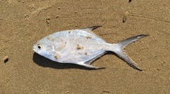 Trachinotus baillonii