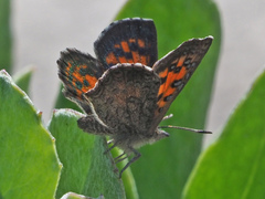 Chrysoritis zonarius zonarius