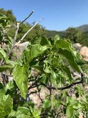 Vangueria madagascariensis