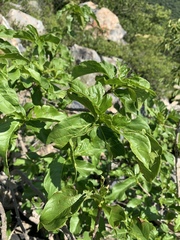 Vangueria madagascariensis