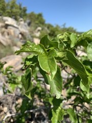 Vangueria madagascariensis