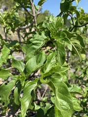 Vangueria madagascariensis