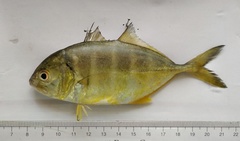 Caranginae