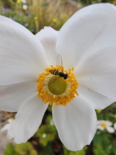 Unknown species found near Wheaton, Wheaton-Glenmont, MD, USA