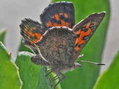 Chrysoritis zonarius zonarius