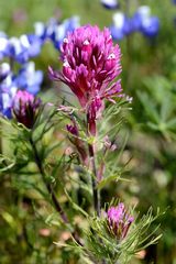 Castilleja exserta exserta