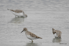 Calidris minutilla