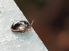 Brachyplatys subaeneus