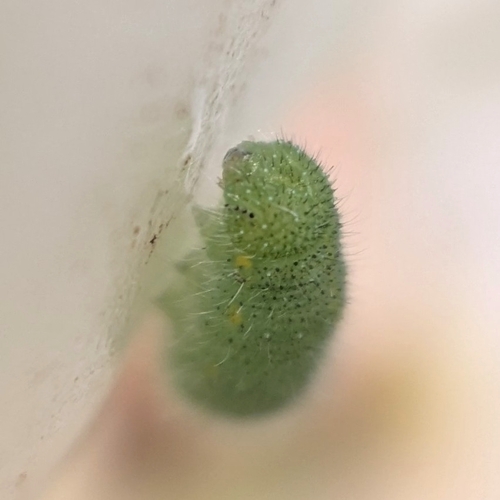 Small White photo 5