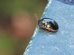 Brachyplatys subaeneus