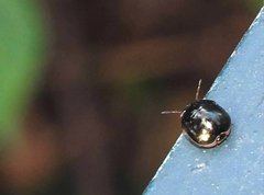 Brachyplatys subaeneus