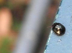 Brachyplatys subaeneus