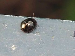 Brachyplatys subaeneus