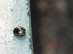 Brachyplatys subaeneus